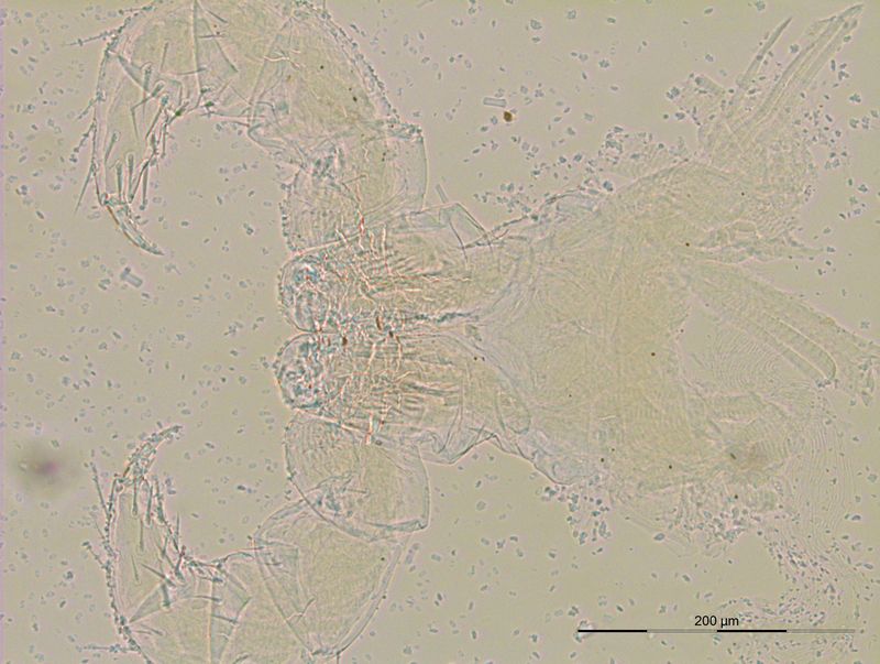 Представитель Семейства Rhopaloiulidae